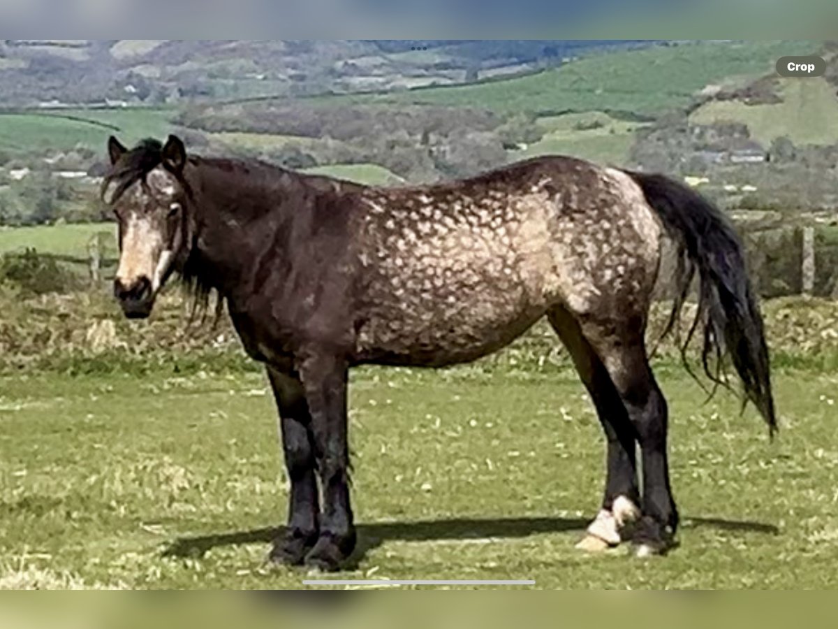Other Breeds Mare 10 years 15,1 hh Dun in Carmarthenshire