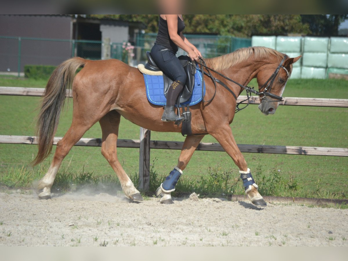 Other Breeds Mare 10 years 15,3 hh Chestnut-Red in Rijkevorsel