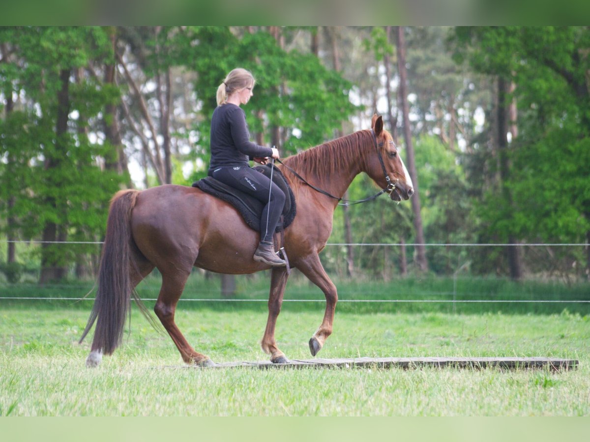 Other Breeds Mare 10 years 15 hh Chestnut-Red in Ribbesbüttel