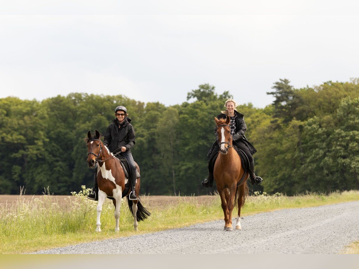 Other Breeds Mare 10 years 15 hh Chestnut-Red in Ribbesbüttel