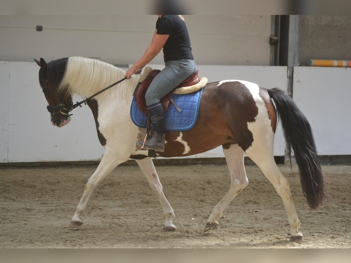 Other Breeds Mare 10 years 15,1 hh Pinto in Breda