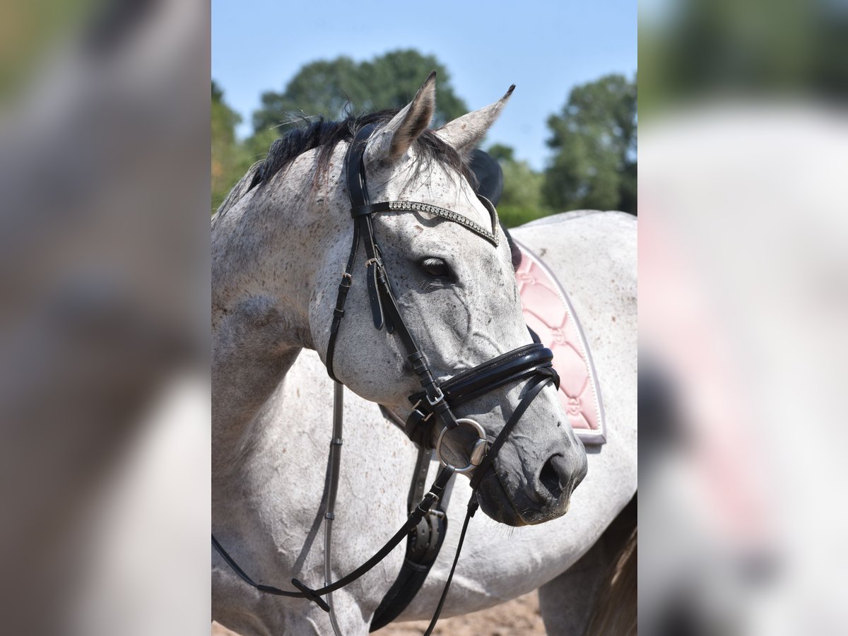 Other Breeds Mare 10 years 16 hh Gray in Achtmaal