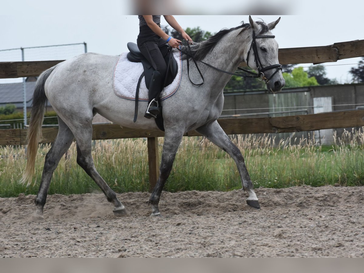 Other Breeds Mare 10 years 16 hh Gray in Achtmaal