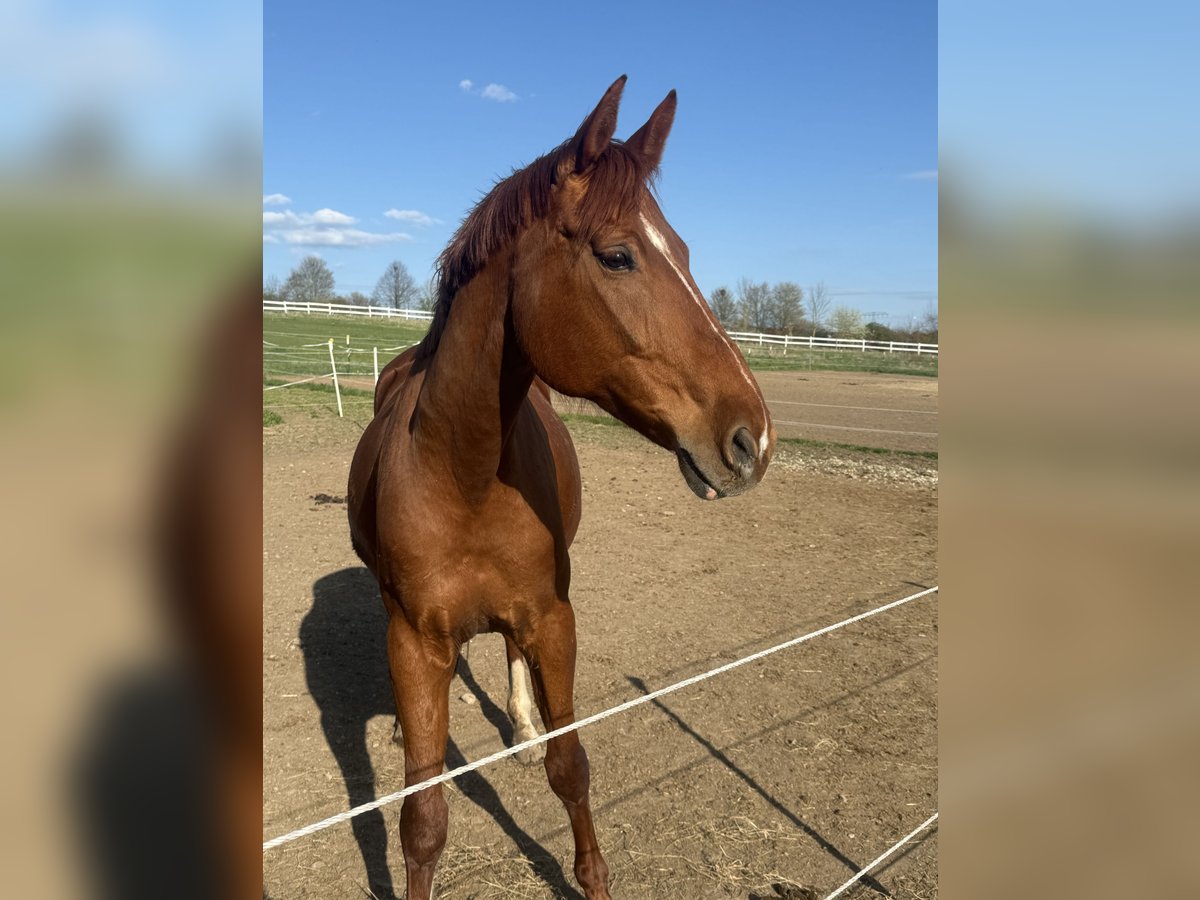 Other Breeds Mare 10 years 16,1 hh Chestnut-Red in Mellingen