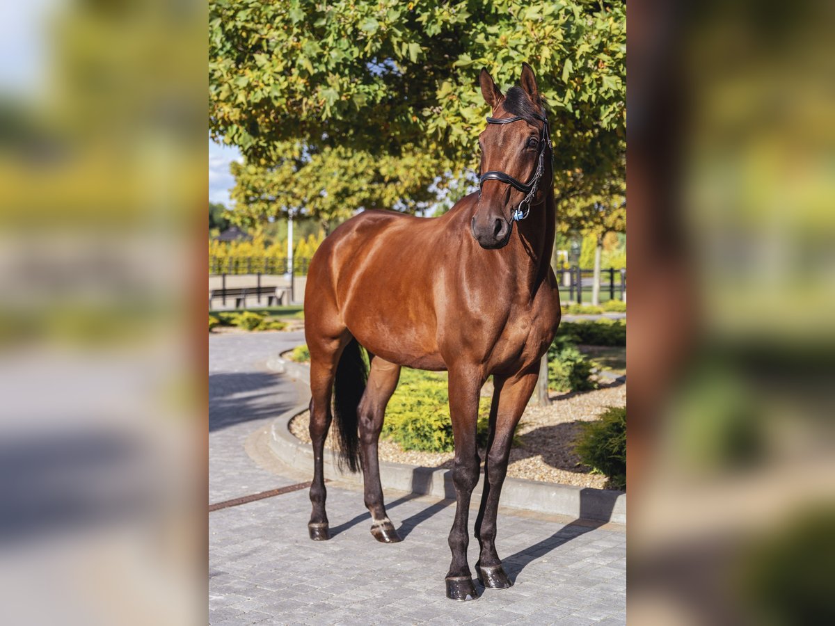 Other Breeds Mare 10 years Bay in Ptakowice