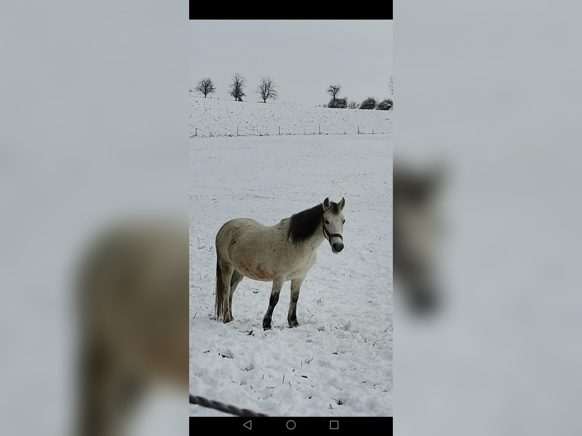 Other Breeds Mix Mare 11 years 12,2 hh Gray-Fleabitten in Schörfling