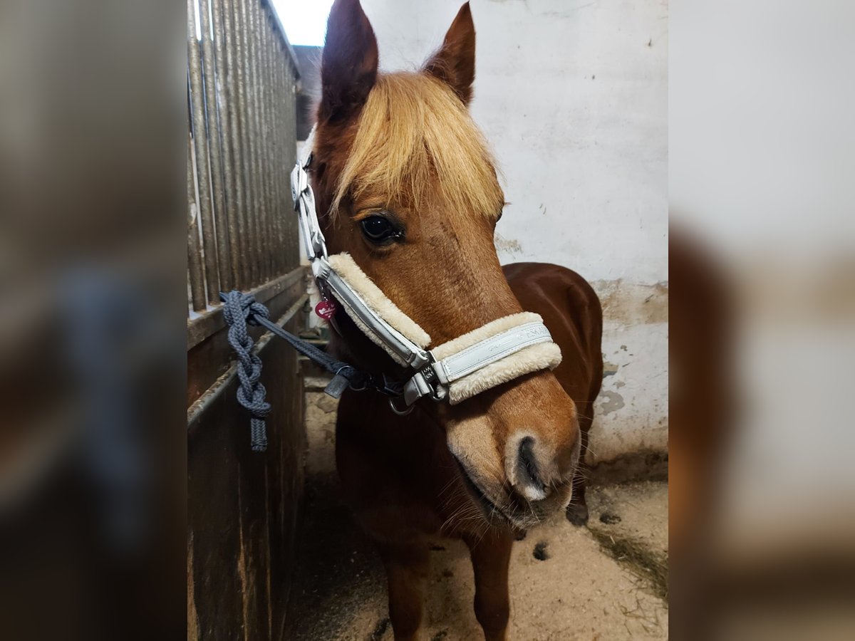 Other Breeds Mix Mare 11 years 13,2 hh Chestnut-Red in Villach