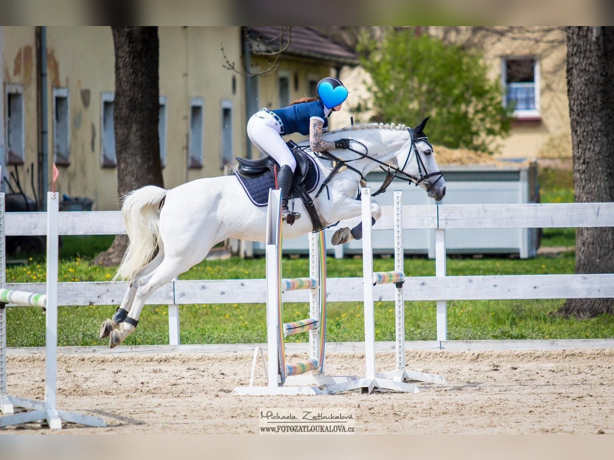 Other Breeds Mare 11 years 15,2 hh Gray in Alberndorf