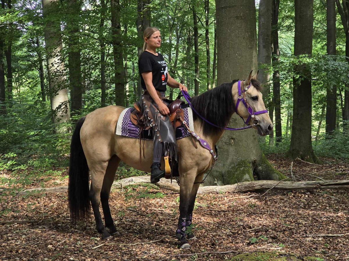 Other Breeds Mix Mare 11 years 15,1 hh Dun in Linkenbach