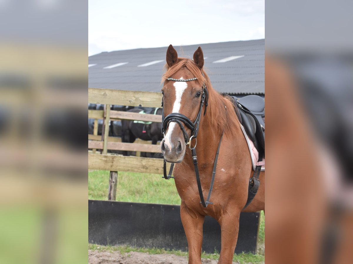 Other Breeds Mare 11 years 16,1 hh Sorrel in Achtmaal