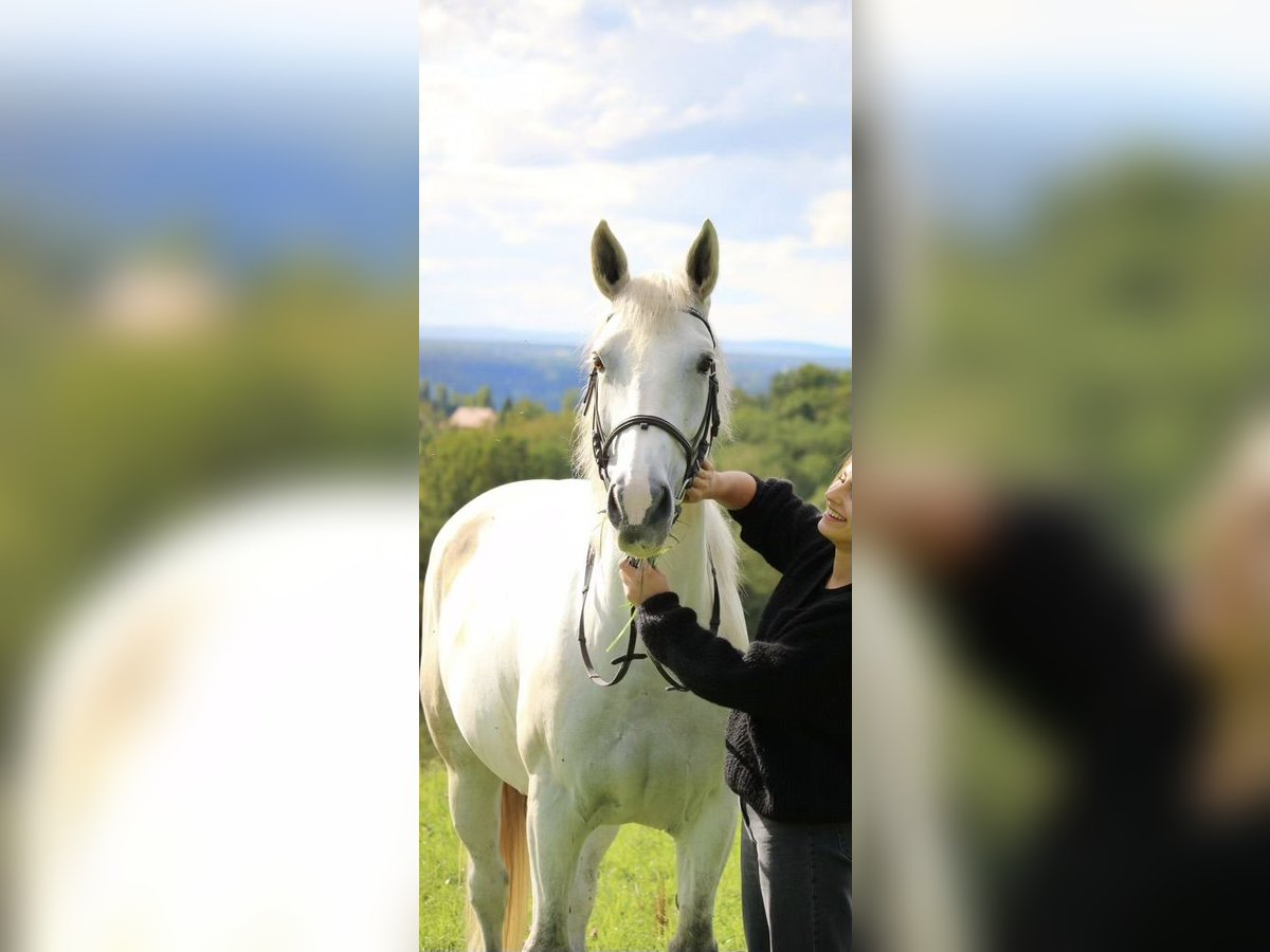 Other Breeds Mare 11 years 16 hh Gray in Le Vernet