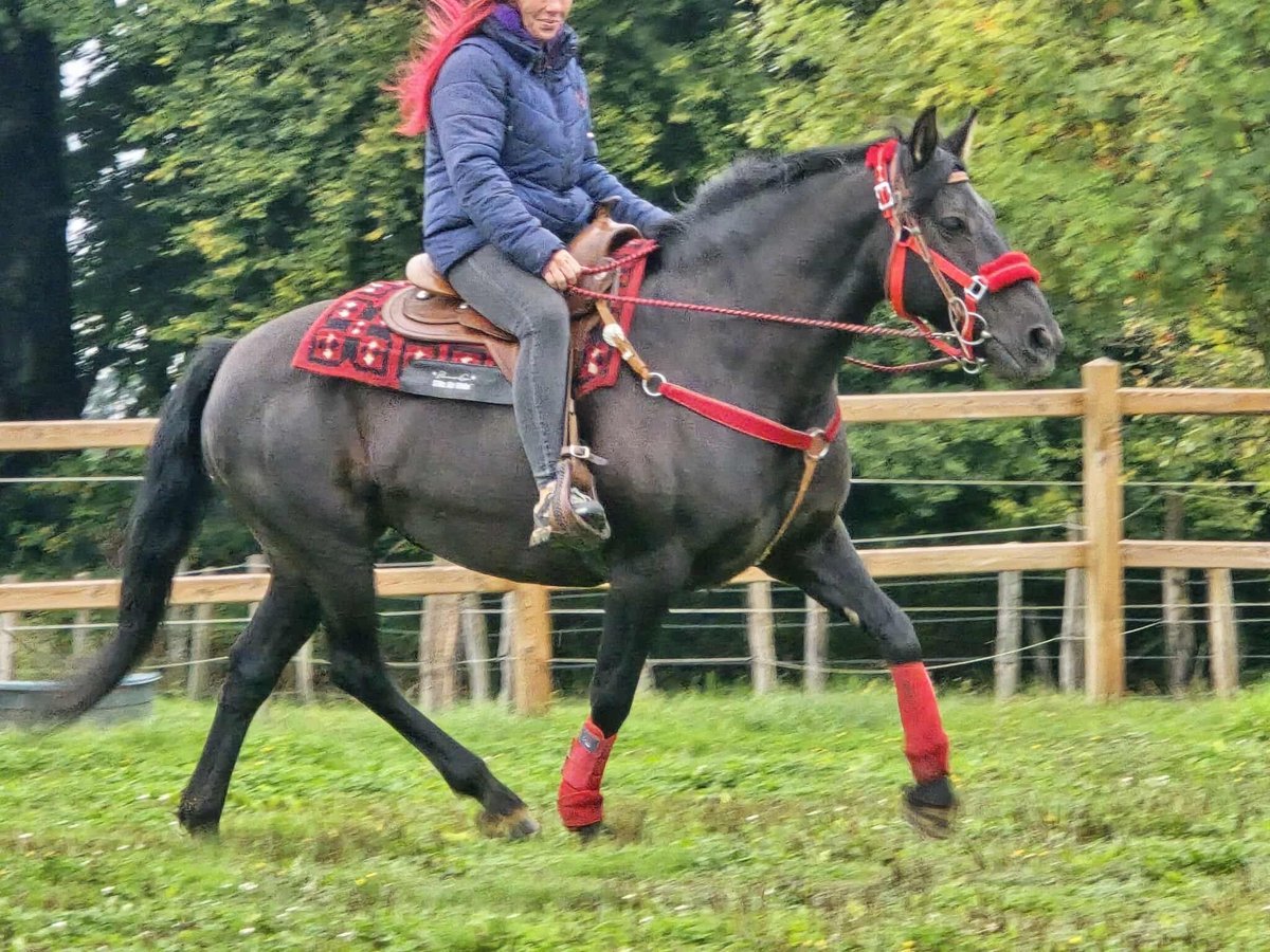 Other Breeds Mare 11 years Black in Linkenbach
