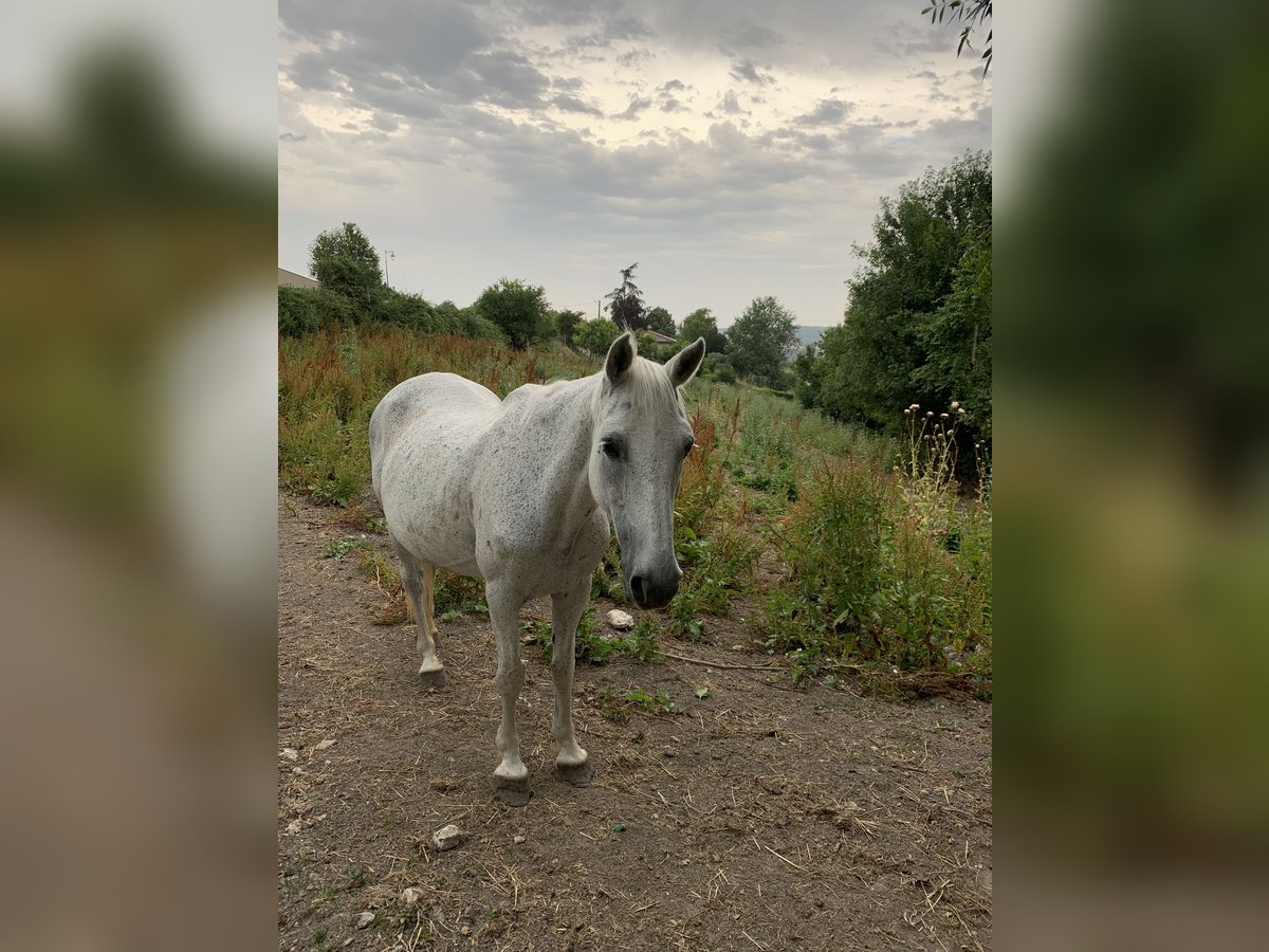 Other Breeds Mix Mare 12 years 14,1 hh Gray-Fleabitten in Montmoreau
