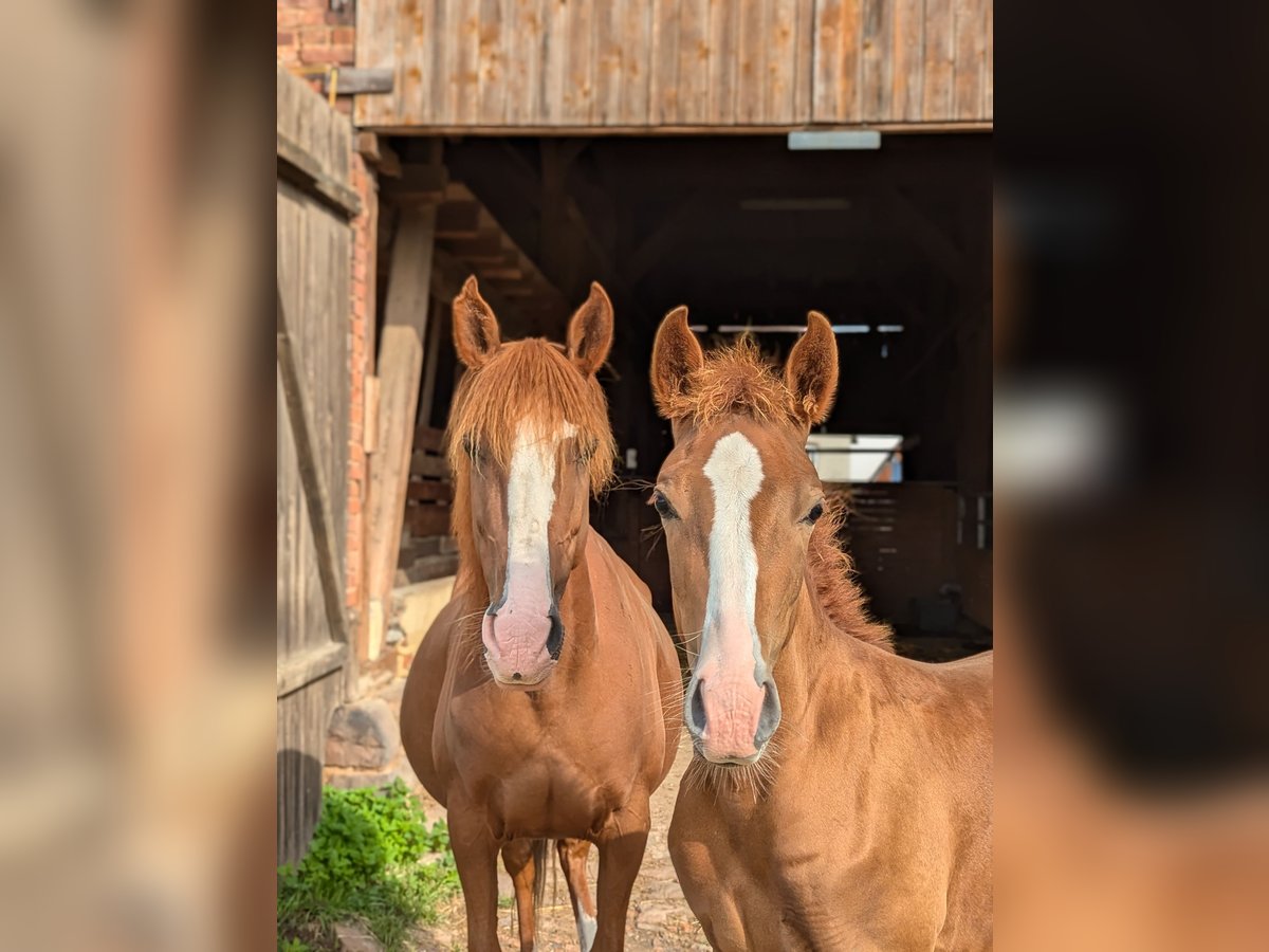 Other Breeds Mare 12 years 14,2 hh Chestnut-Red in Wesertal