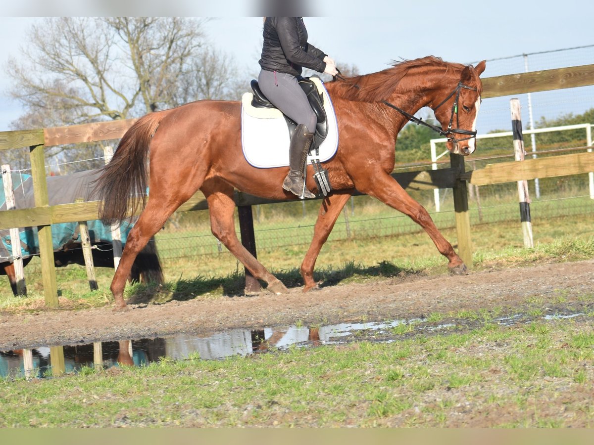 Other Breeds Mare 12 years 16,1 hh Chestnut-Red in Achtmaal