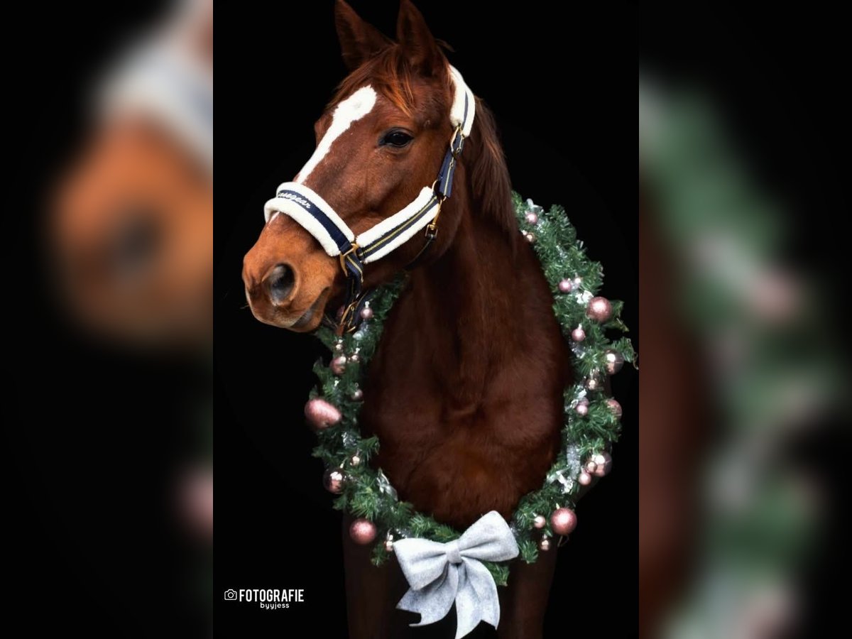 Other Breeds Mare 12 years 16 hh Chestnut-Red in Achtmaal