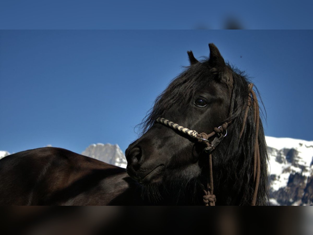 Other Breeds Mix Mare 13 years 12,2 hh Black in Flums Other Breeds Mix Mare 13 years 12,2 hh Black in Flums
