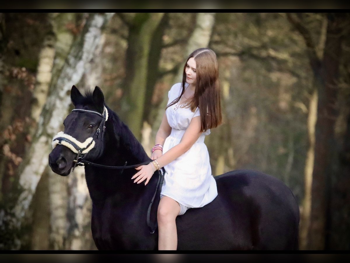 Other Breeds Mix Mare 13 years 13,1 hh Black in Hamburg