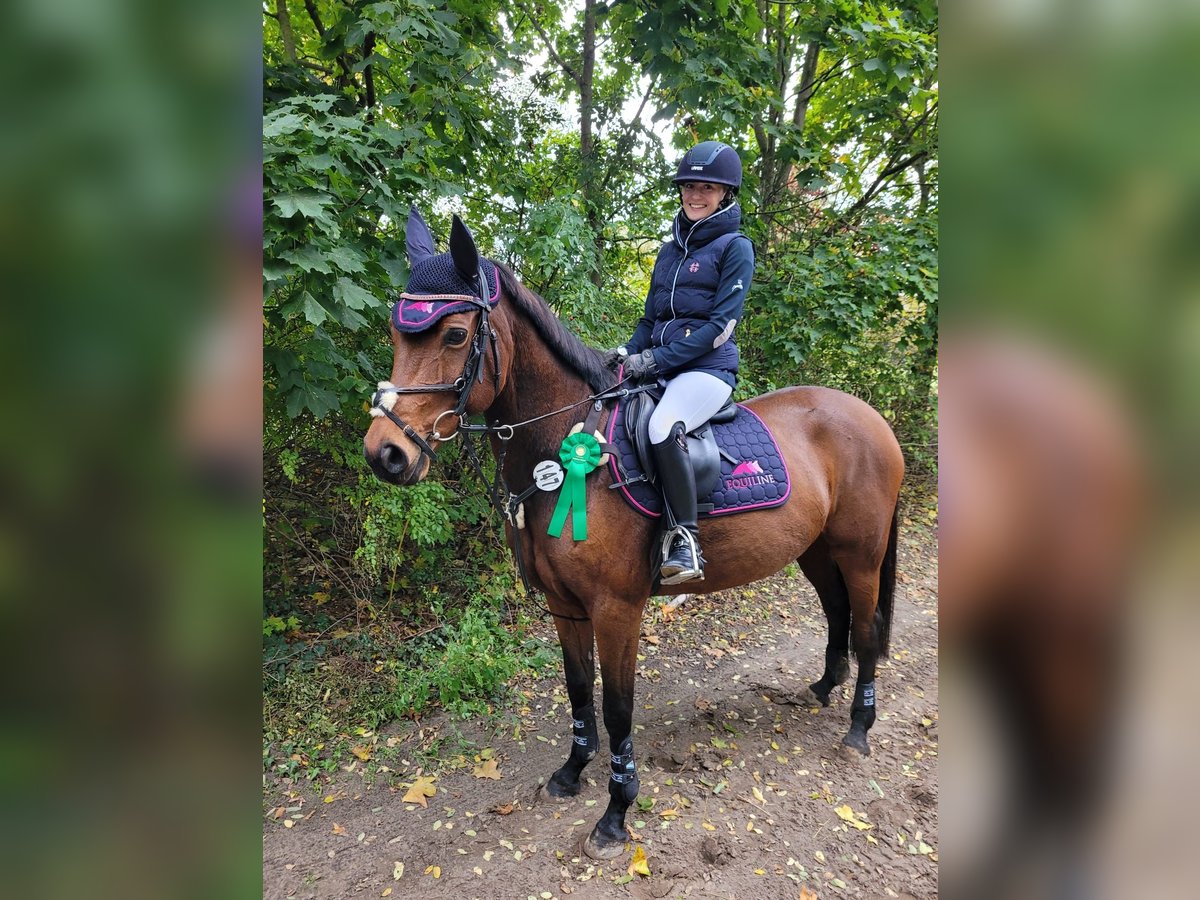 Other Breeds Mare 13 years 14,3 hh Brown in Brieselang