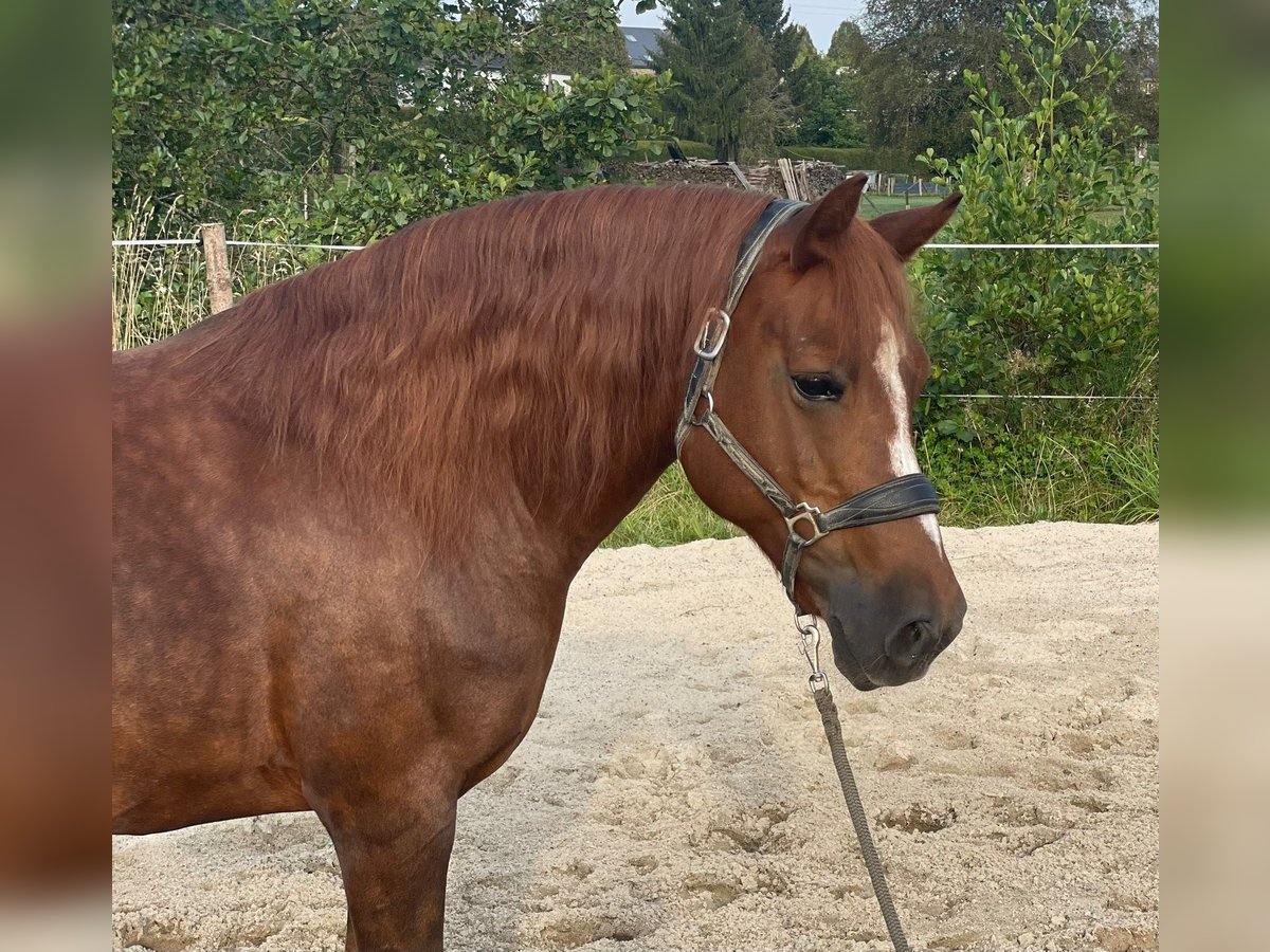 Other Breeds Mare 13 years 15,1 hh Chestnut in Linkenbach6900