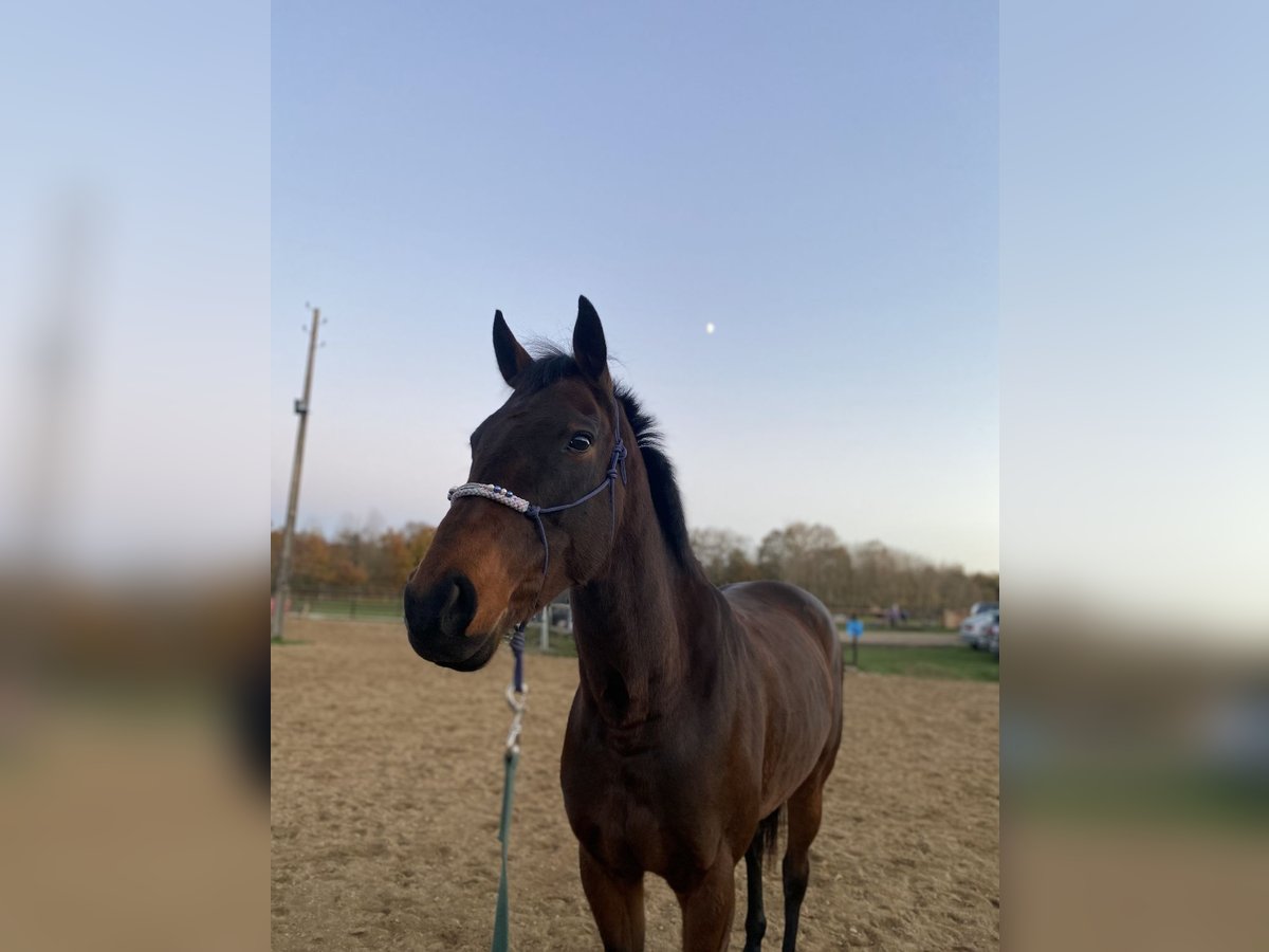 Other Breeds Mare 13 years 15,2 hh Bay-Dark in Saint-Laurent-Nouan