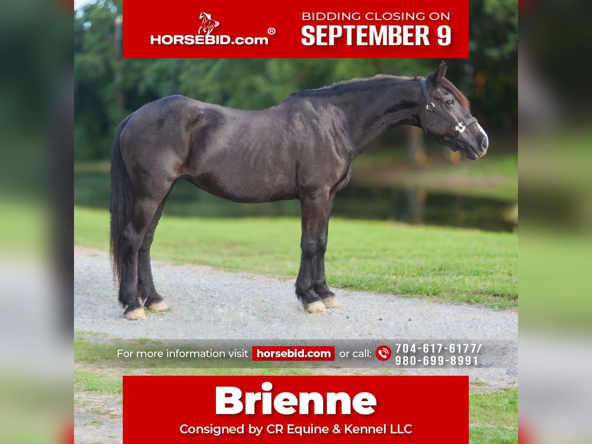 Other Breeds Mare 13 years 15,3 hh Black in Monroe, NC