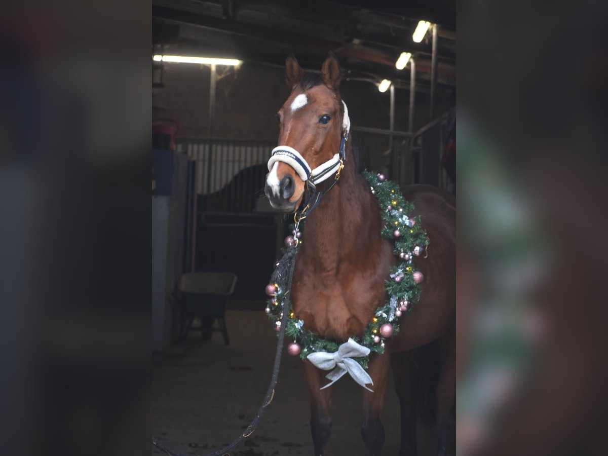 Other Breeds Mare 13 years 16 hh Brown in Achtmaal