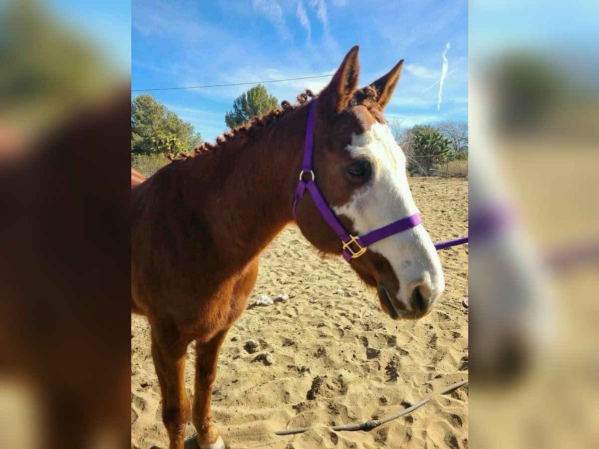 Other Breeds Mare 13 years 19,2 hh Chestnut-Red in Addison