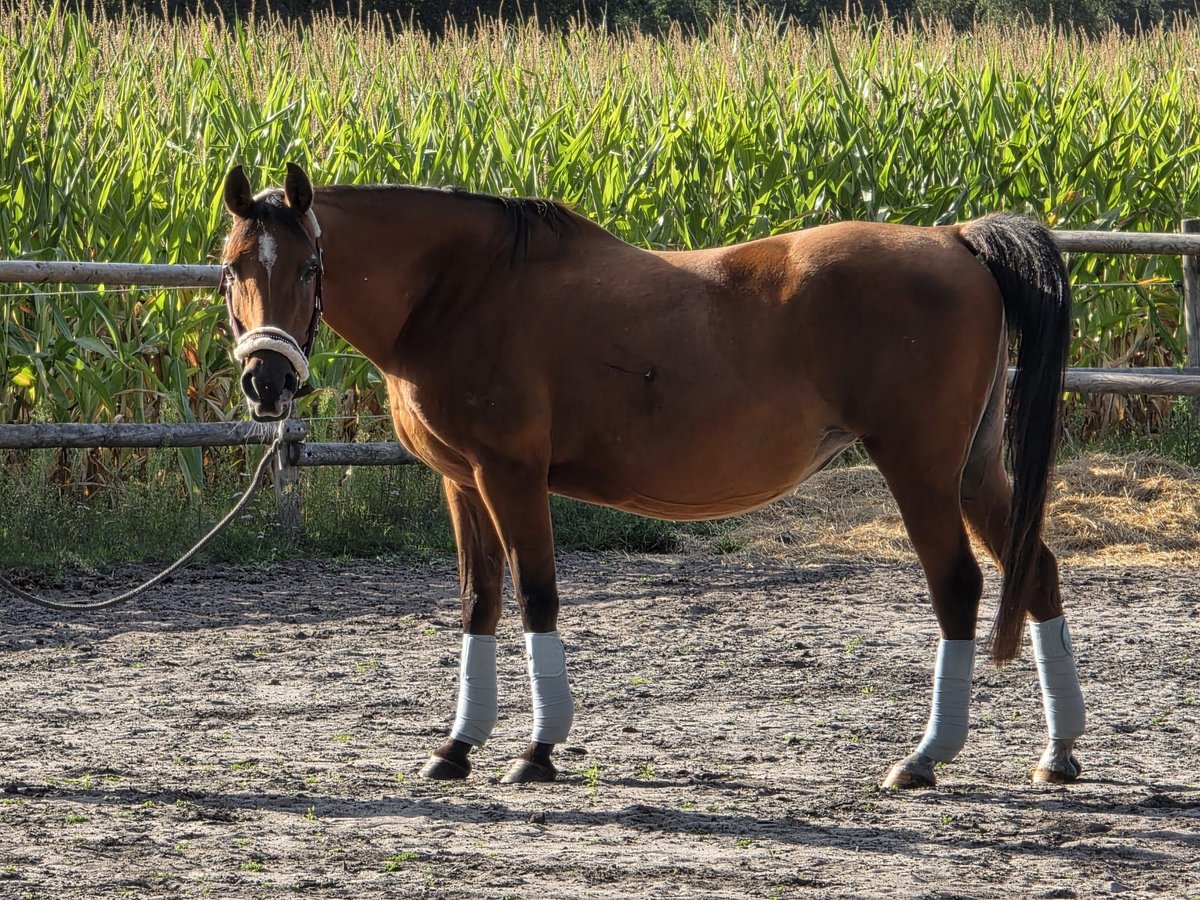 Other Breeds Mare 14 years 14 hh Brown in Hellwege