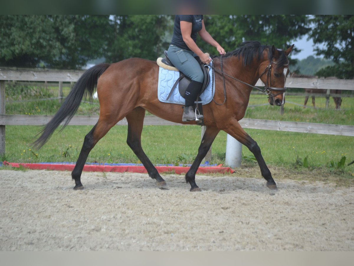 Other Breeds Mare 14 years 15,1 hh Brown in Breda