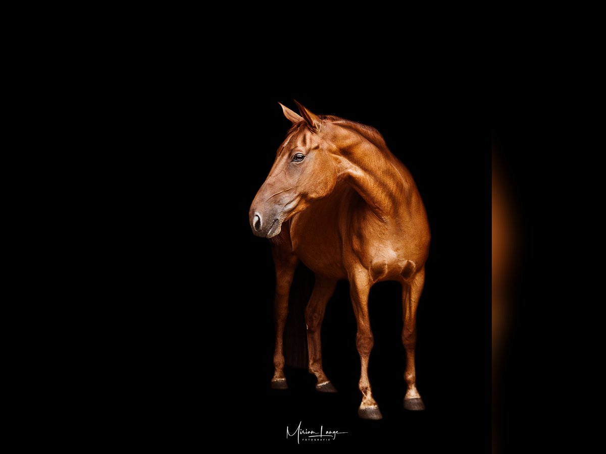 Other Breeds Mare 14 years 16,1 hh Chestnut-Red in Jessen (Elster)