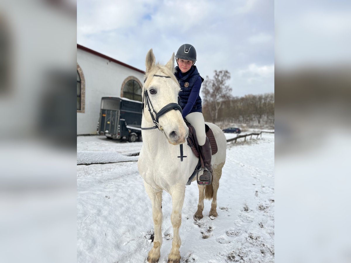 Other Breeds Mare 15 years 14,2 hh Gray in Rudnica