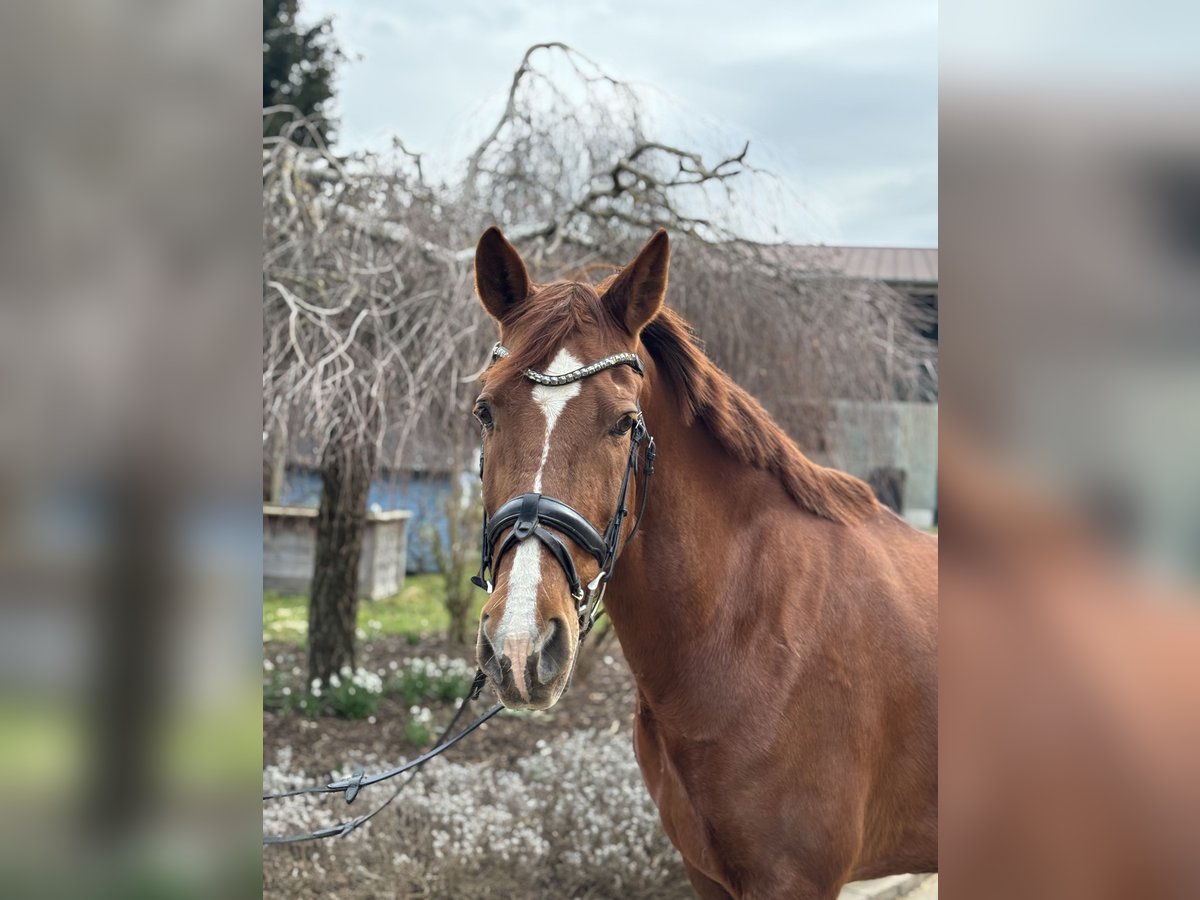 Other Breeds Mare 15 years 15,1 hh Chestnut-Red in Iggingen