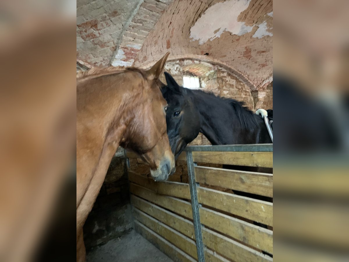 Other Breeds Mare 15 years 15,2 hh Chestnut-Red in Zeitz