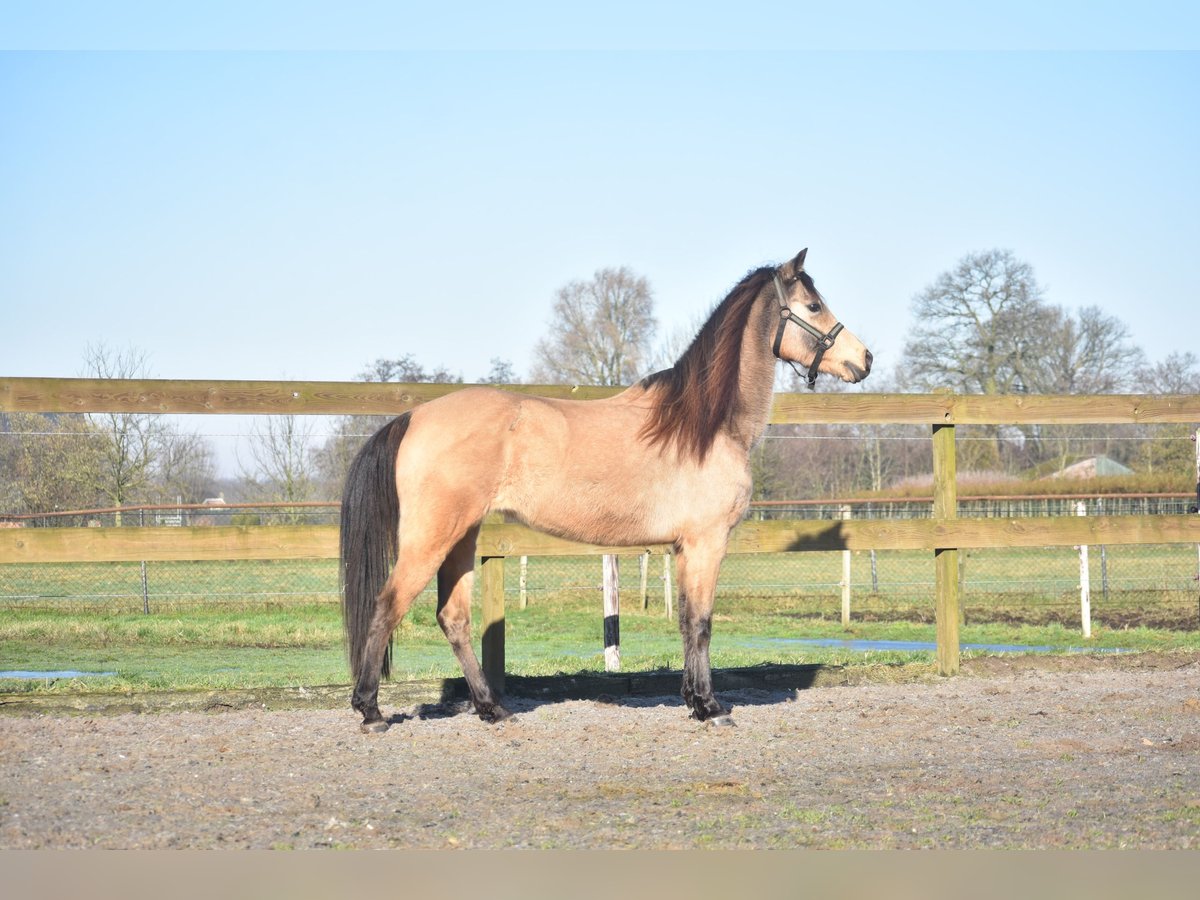 Other Breeds Mare 16 years 14,1 hh Dun in Achtmaal