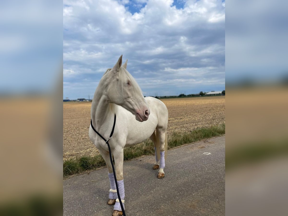 Other Breeds Mare 16 years 15,1 hh Cremello in Nordkirchen