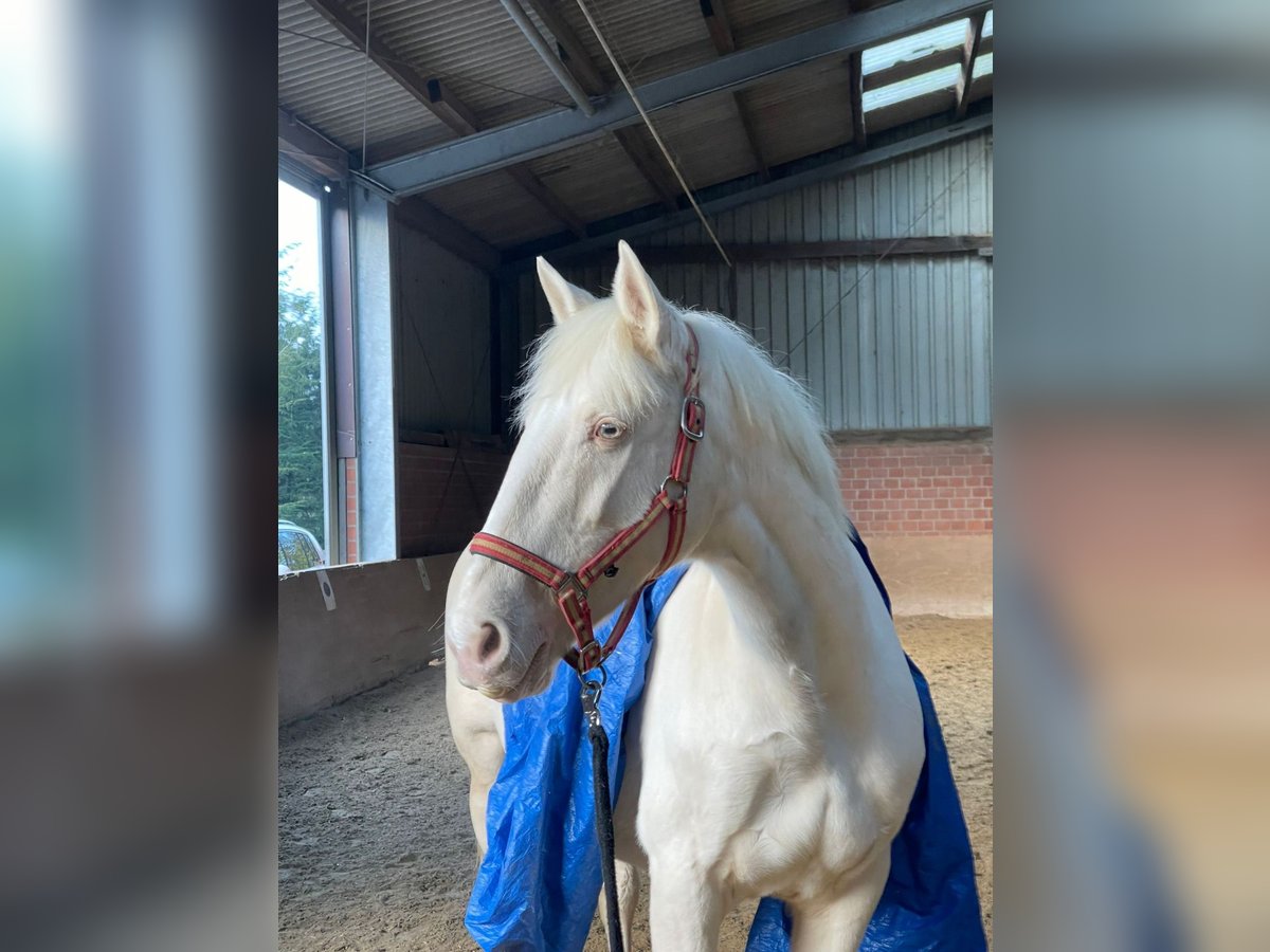 Other Breeds Mare 16 years 15,1 hh Cremello in Selm