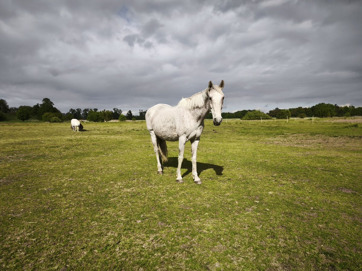 Other Breeds Mare 17 years 15,1 hh Gray-Fleabitten in Liebenwalde