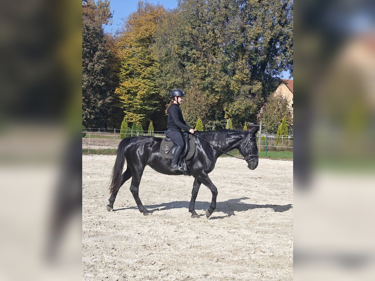 Other Breeds Mare 17 years 16,2 hh Black in Ptuj