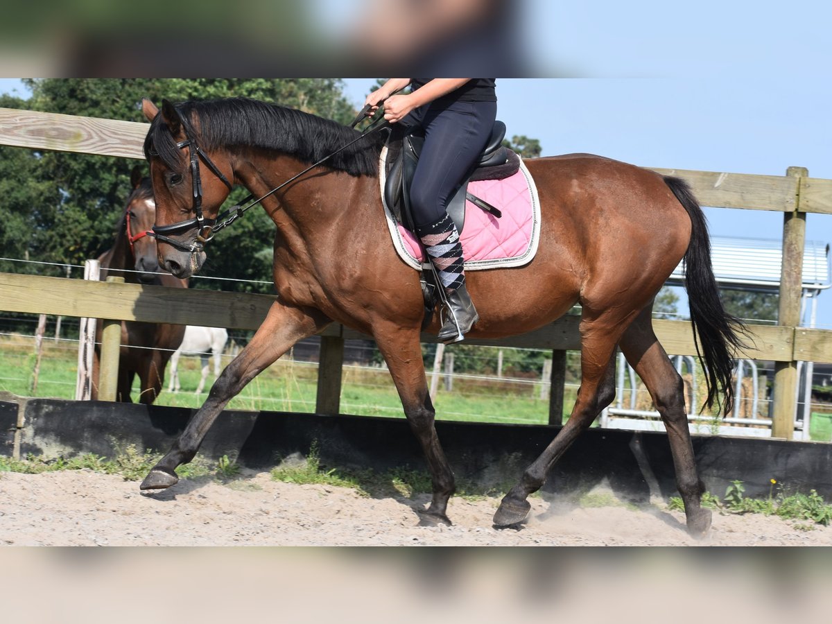 Other Breeds Mare 18 years 15,2 hh Brown in Achtmaal