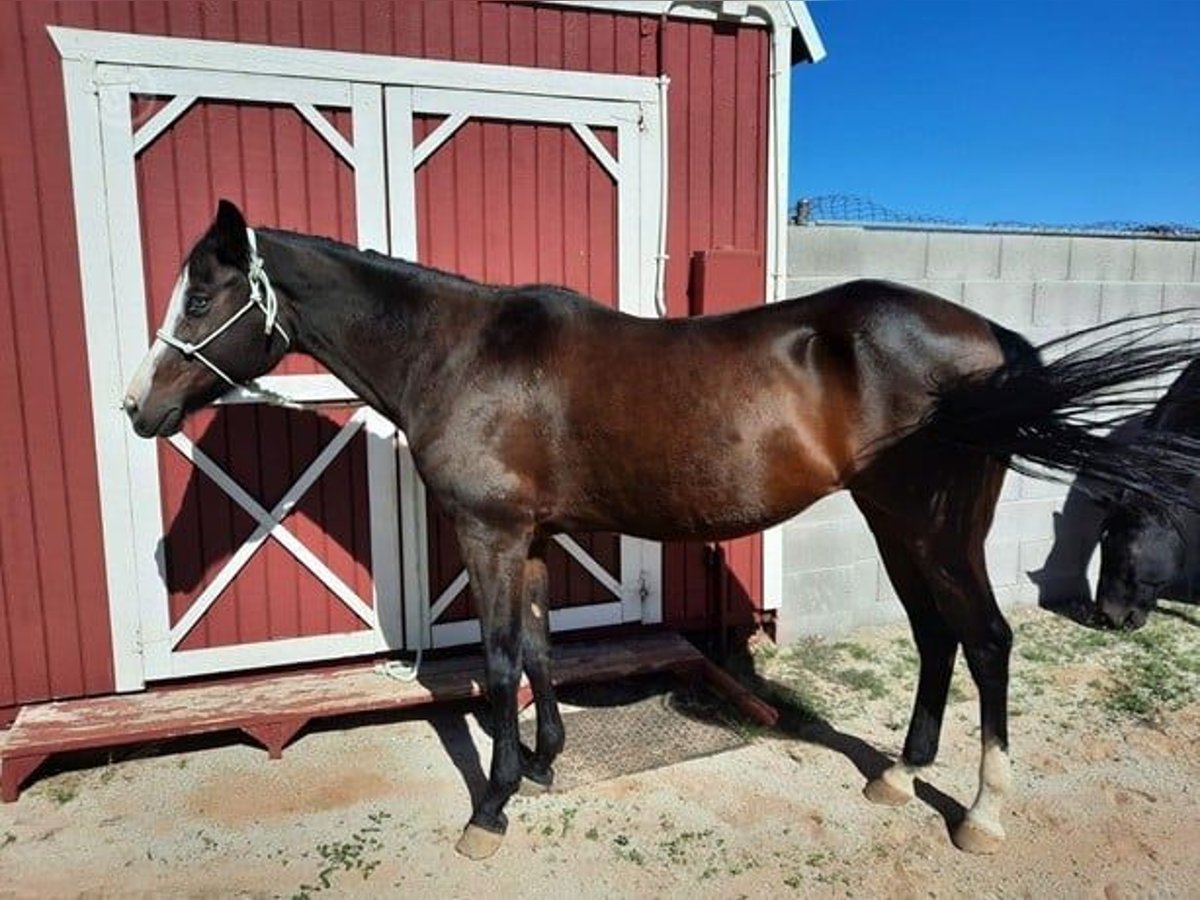 Other Breeds Mare 18 years Brown in San Tan Valley, AZ