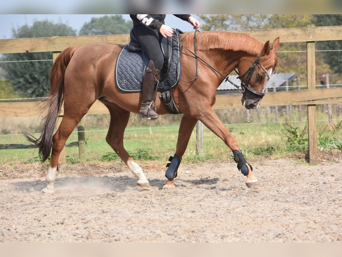 Other Breeds Mare 19 years 15 hh Chestnut-Red in Achtmaal