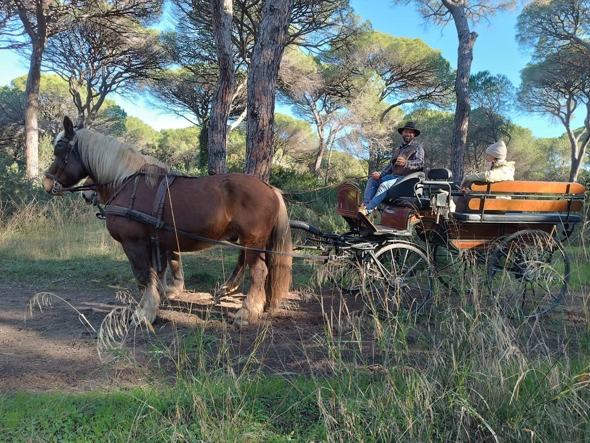 Other Breeds Mare 19 years 16,1 hh Chestnut-Red in Jenesien