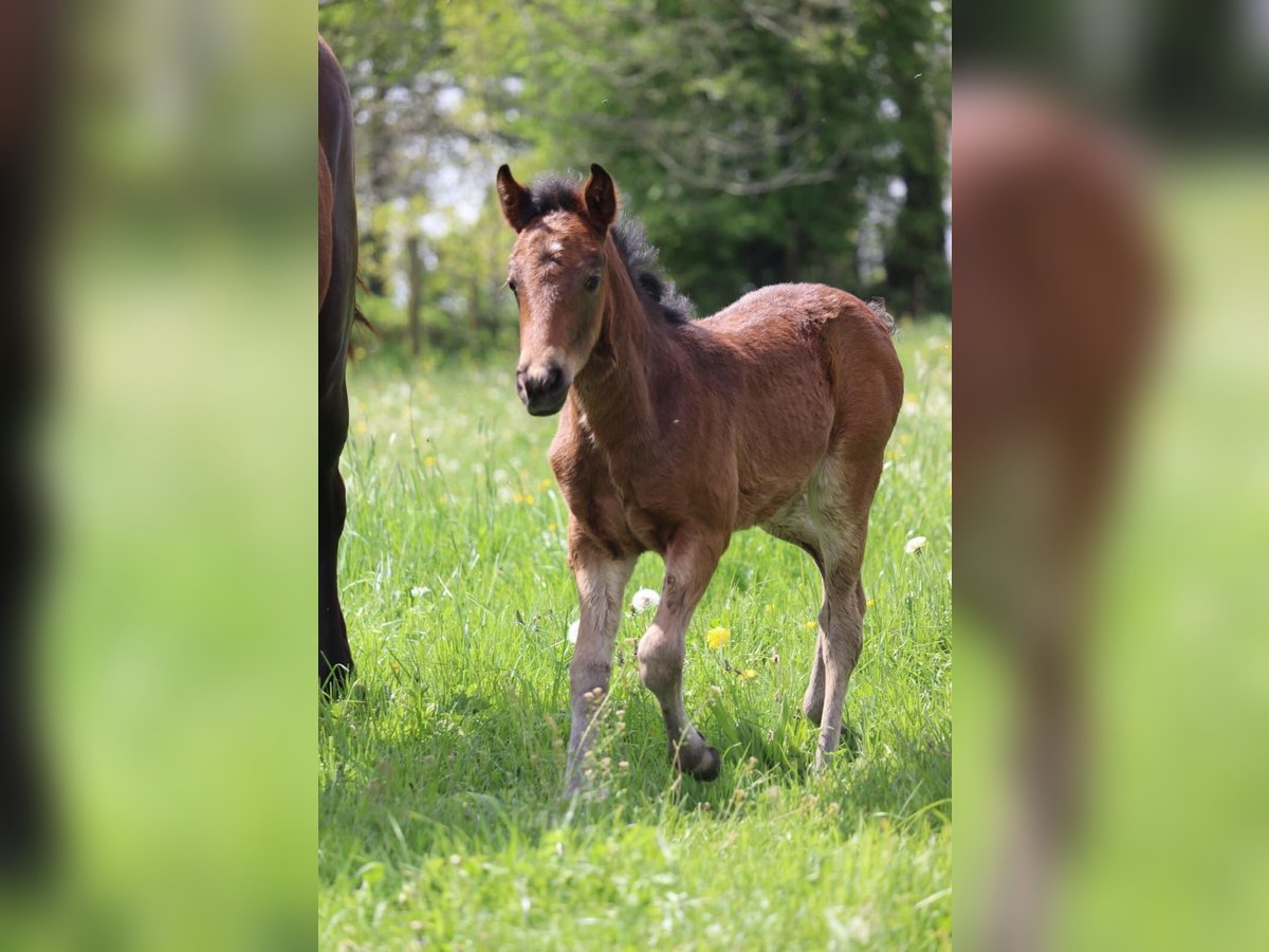 Other Breeds Mare 1 year 10,2 hh Brown in Le bourgneuf la foret
