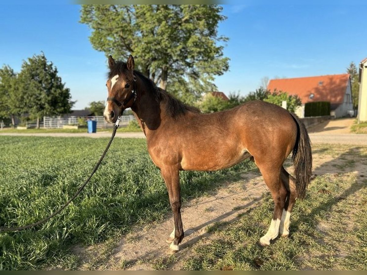 Other Breeds Mare 1 year 14,1 hh Can be white in Kubschütz