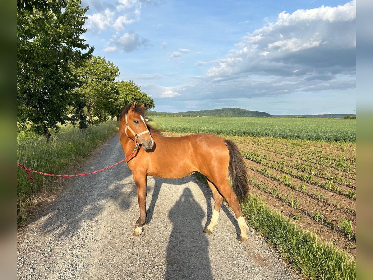 Other Breeds Mare 1 year 14,1 hh Brown in Oberschwarzach