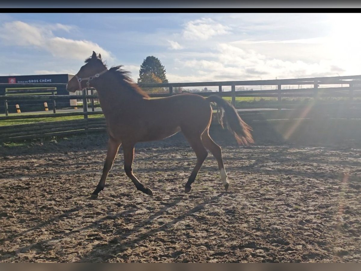 Other Breeds Mare 1 year 17 hh Brown in Chokier