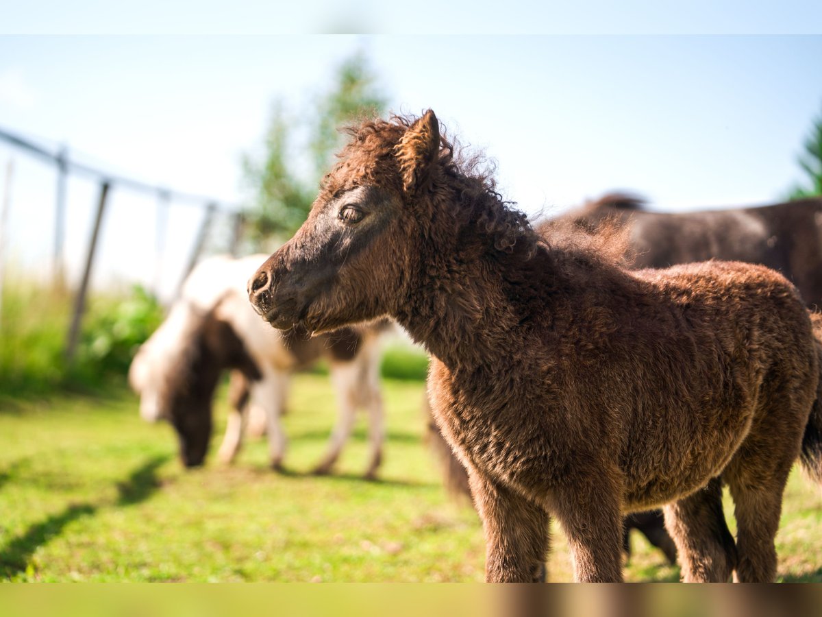 Other Breeds Mare 1 year 8,1 hh Gray in Haag am Hausruck