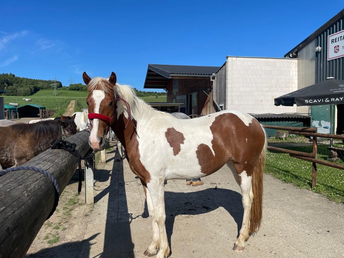Other Breeds Mare 2 years 15,2 hh Pinto in Adenau