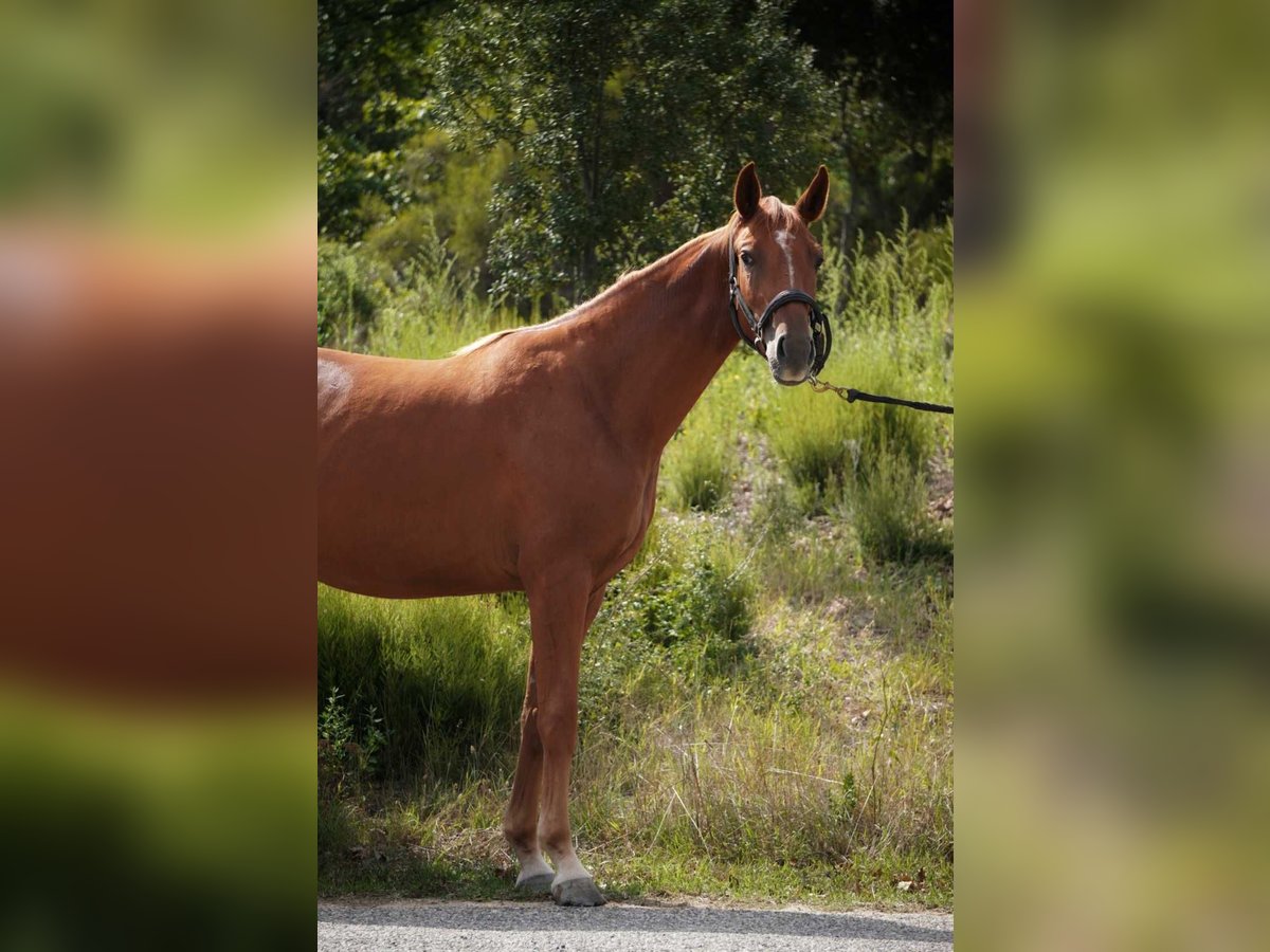 Other Breeds Mare 2 years 16 hh Chestnut-Red in Mornas